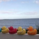 Rubber Duck Soap - any colo..