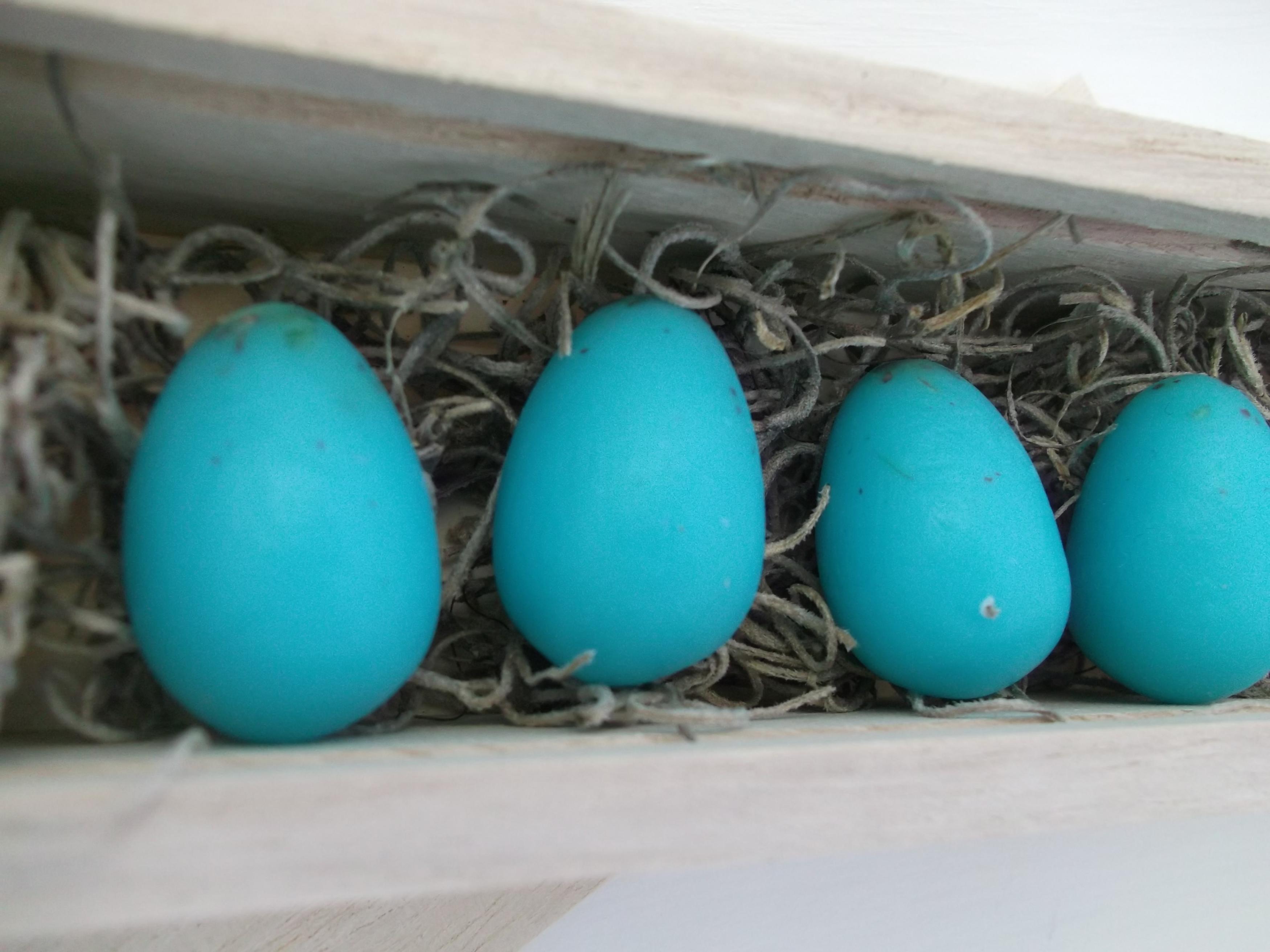 Bird Egg Collectors Edition on Luulla